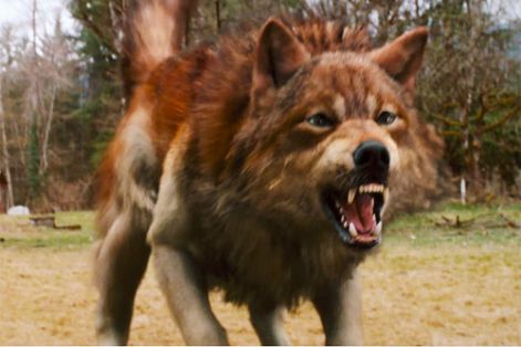 new-moon-wolf-form-jacob.jpg